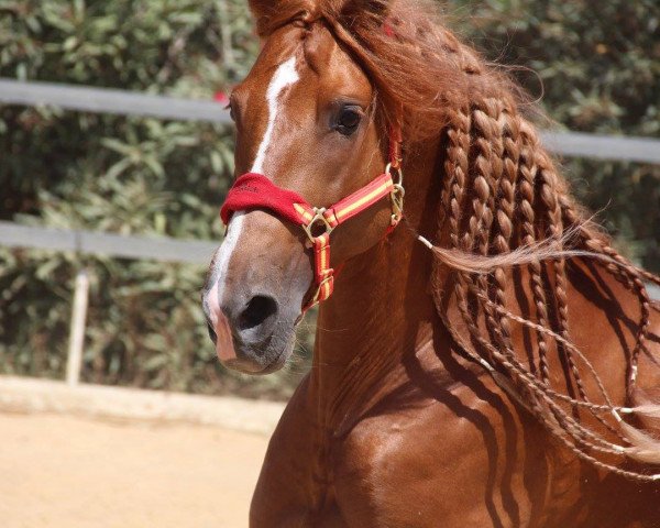 horse REBUJITO (Andalusier, 2008)