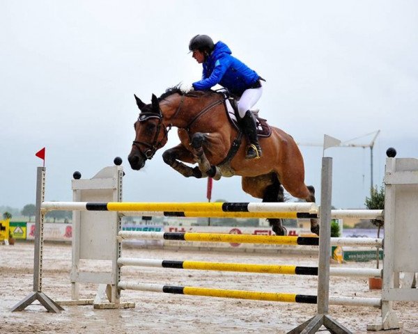 jumper Anni 92 (German Sport Horse, 2003)