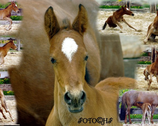 horse Glorious Bayard (Mustang, 2015, from BestBreed Mustang Tumbleweed)