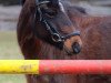 dressage horse Paul 755 (German Riding Pony, 2003)