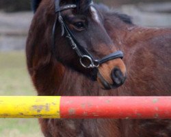 dressage horse Paul 755 (German Riding Pony, 2003)