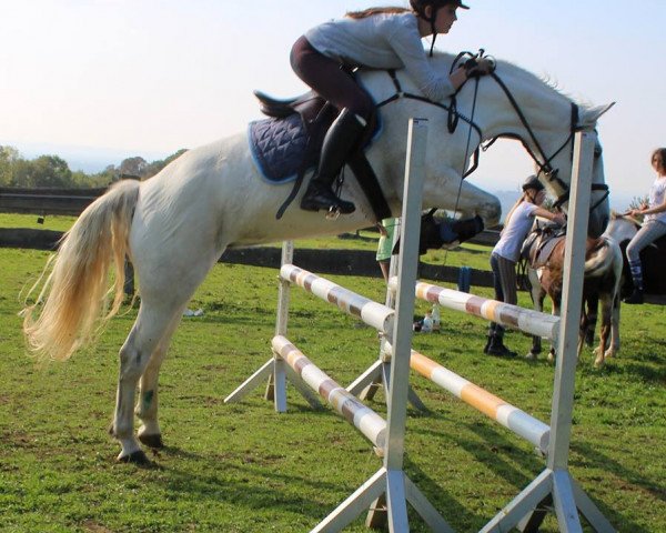 jumper Lavinia 228 (Pony without race description, 2006)