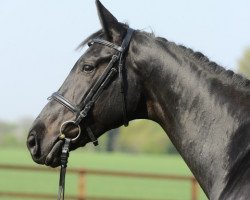 broodmare Ursa Major 2 (Belgium Sporthorse, 2004, from Querlybet Hero)