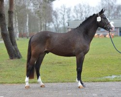 stallion Burghoeve's Plot Bleu (New Forest Pony, 2010, from Bovenheigraaf's Camillo)