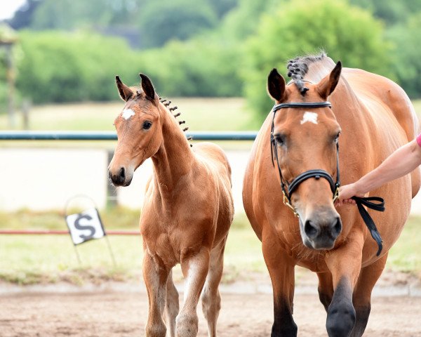 Springpferd Larcons Son (Holsteiner, 2015, von Larcon)