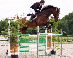 Springpferd Chauffeur Heinrich (Holsteiner, 2005, von Catoki)