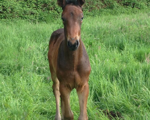 Springpferd Dulce Rita (Oldenburger Springpferd, 2015, von Don Diarado)