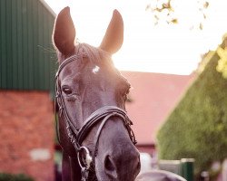 Pferd Sunlight H (Rheinländer, 2002, von Show Star)