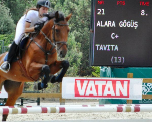 broodmare Tavita (KWPN (Royal Dutch Sporthorse), 2000, from Murano)