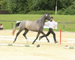 Zuchtstute Nachtkerze (Trakehner, 2012, von Interconti)