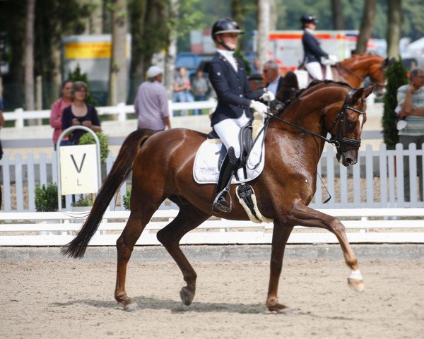 dressage horse Sir Girovanni T (German Sport Horse, 2015, from Sir Donnerhall I)