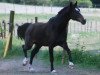 dressage horse Ramses 142 (Westphalian, 2005, from Rosencharmeur)