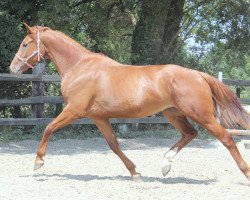 Springpferd Wallach von Vittorio (Belgisches Warmblut,  , von Vittorio 8)