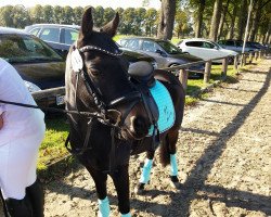 dressage horse Mickey Mouse (Welsh Partbred, 2007)