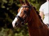 dressage horse Pijou B (Westphalian, 2003, from Praktiker)