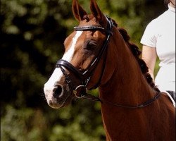 dressage horse Pijou B (Westphalian, 2003, from Praktiker)