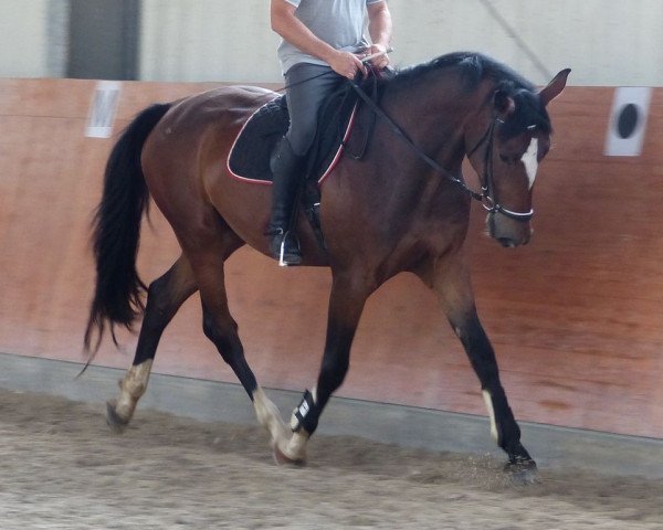 dressage horse Valentino (Westphalian, 2011, from Rivero II)