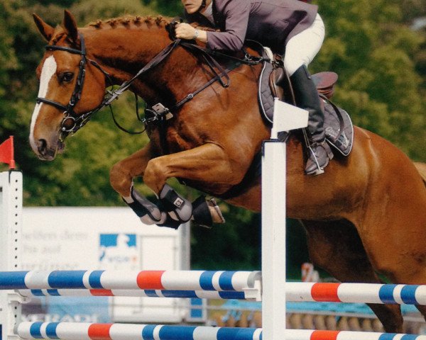 horse Zak M (Hanoverian, 1998, from Zeus)
