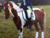 dressage horse Nagano (German Riding Pony, 1998, from Nadol)