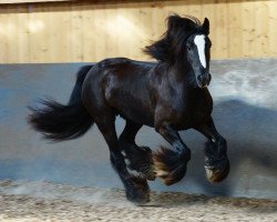 Pferd Kyra (Tinker / Irish Cob / Gypsy Vanner, 2005)