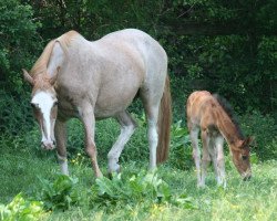 broodmare Arrancha (Bavarian, 1993, from Colani)