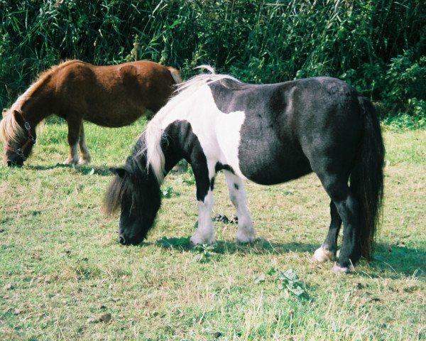 Zuchtstute Lundi v.Beemden's Courage (Shetland Pony, 1996, von Duc van de Pony Hoeve)