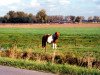 Deckhengst Lucky-Star v.Hoeve Eelwerd (Shetland Pony, 1996, von Dageraad v.d. Zandkamp)