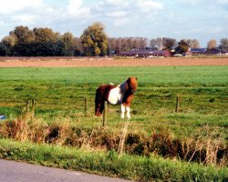 Deckhengst Lucky-Star v.Hoeve Eelwerd (Shetland Pony, 1996, von Dageraad v.d. Zandkamp)