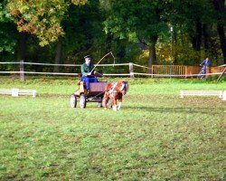 Deckhengst Polko van Beemden's Courage (Shetland Pony, 2000, von Lucky-Star v.Hoeve Eelwerd)