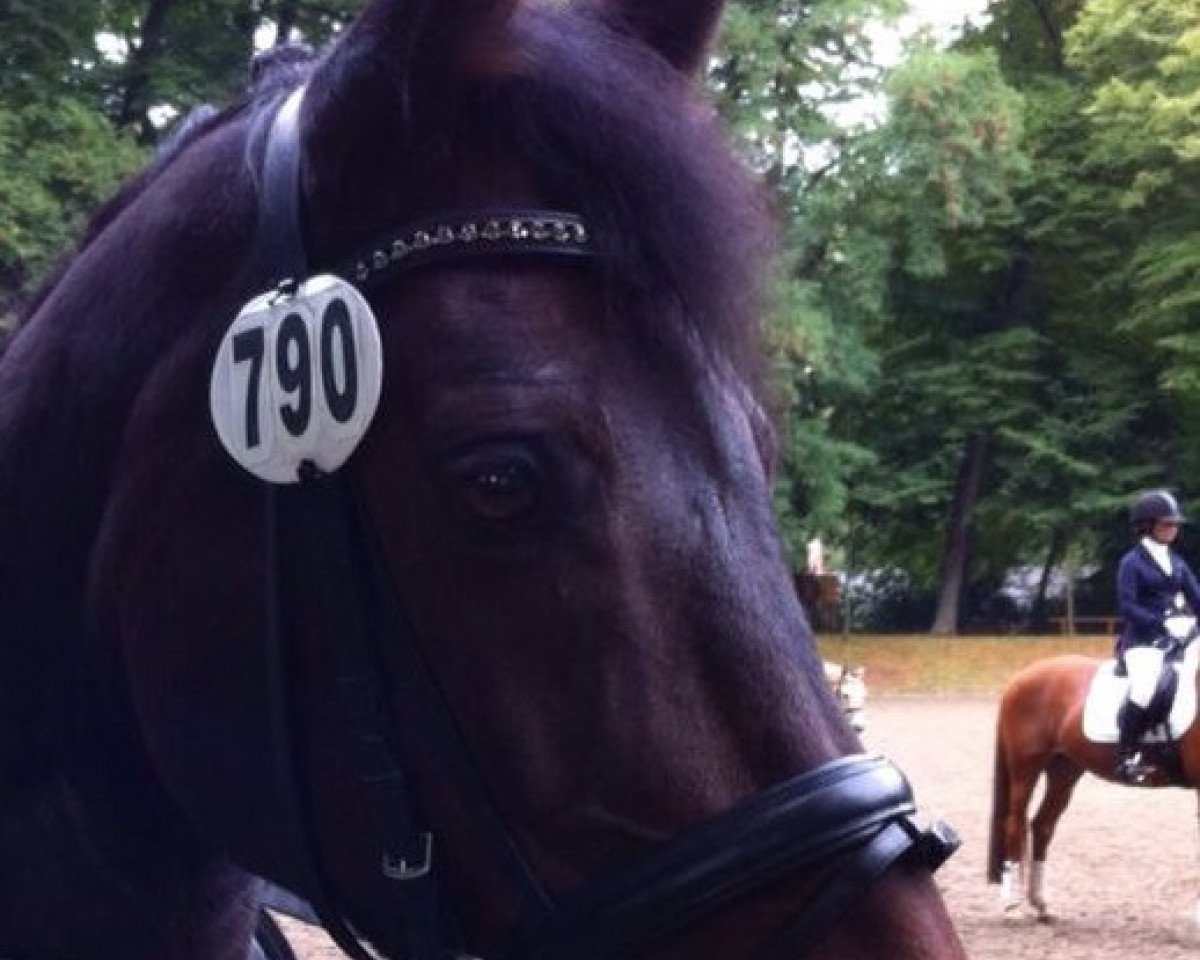 Pferd Jetstream's Gustaaf (KWPN (Niederländisches Warmblut), 2000, von Jetstream W)