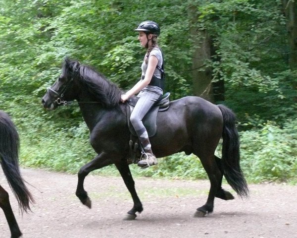 horse Kári von Noswendel (Iceland Horse, 2009, from Hakur fra Hofi)