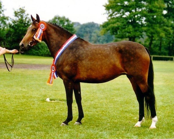 Zuchtstute Heijningshof Funda (New-Forest-Pony, 1998, von Molenaar's Golden King)