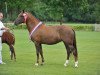 broodmare The Mickle's Merit (New Forest Pony, 1999, from Sander)