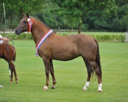 broodmare The Mickle's Merit (New Forest Pony, 1999, from Sander)