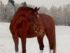 dressage horse Red Zac 5 (Westphalian, 2007, from Rex Richard)