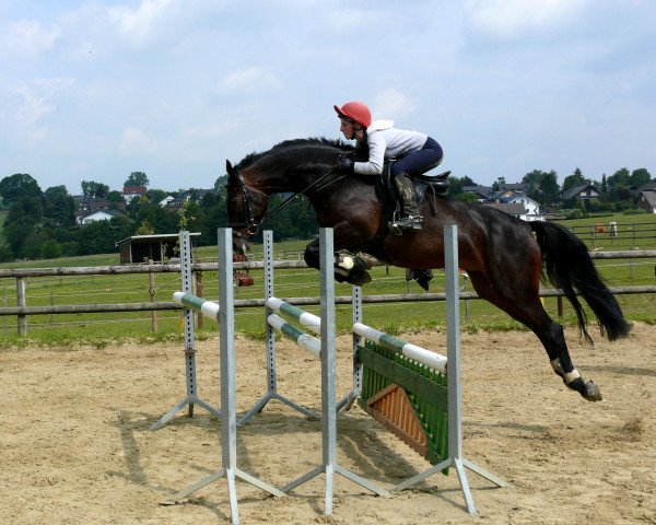 jumper Cosima 177 (Hanoverian, 2003, from Conteur)