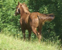 Deckhengst Gentleman (Paint Horse, 2014, von Zips Blaznhot To Trot)