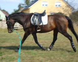 dressage horse Regazzonis Revue (Sachsen-Anhaltiner, 2001, from Regazzoni)