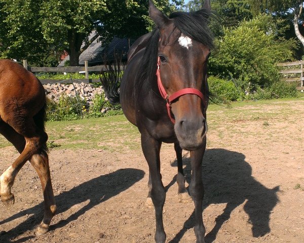 broodmare Windmarie xx (Thoroughbred, 1995, from Dashing Blade xx)