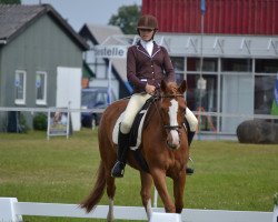 dressage horse Wenecia (Hanoverian, 2006)