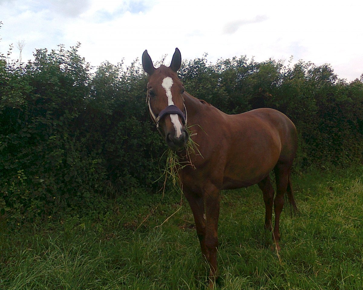 broodmare Felicity (Oldenburg, 2004, from Acorath)