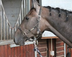 jumper Calypso (Zweibrücken, 2012, from CR Thriller)