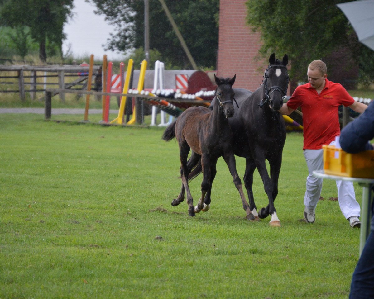 Zuchtstute Ginsterhof`s Rabia (Deutsches Reitpony, 2007, von Davenport I)