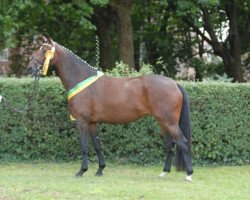 broodmare La Donna (Zweibrücken, 2004, from Lanciano)