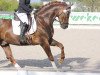 dressage horse Dorango 3 (Westphalian, 2011, from Demirel)