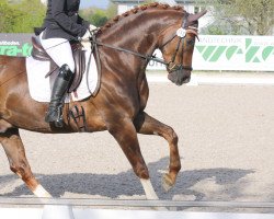 dressage horse Dorango 3 (Westphalian, 2011, from Demirel)