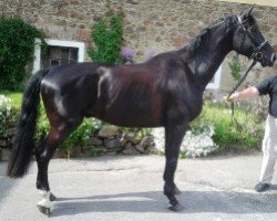 horse Belmondo (Czech Warmblood, 2007, from Beethoven 2)