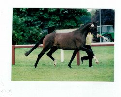 broodmare Mona Lisa D (Hanoverian, 1996, from Metternich)