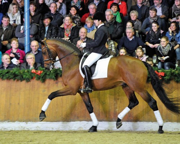 stallion Barroso (KWPN (Royal Dutch Sporthorse), 2010, from Bordeaux 28)