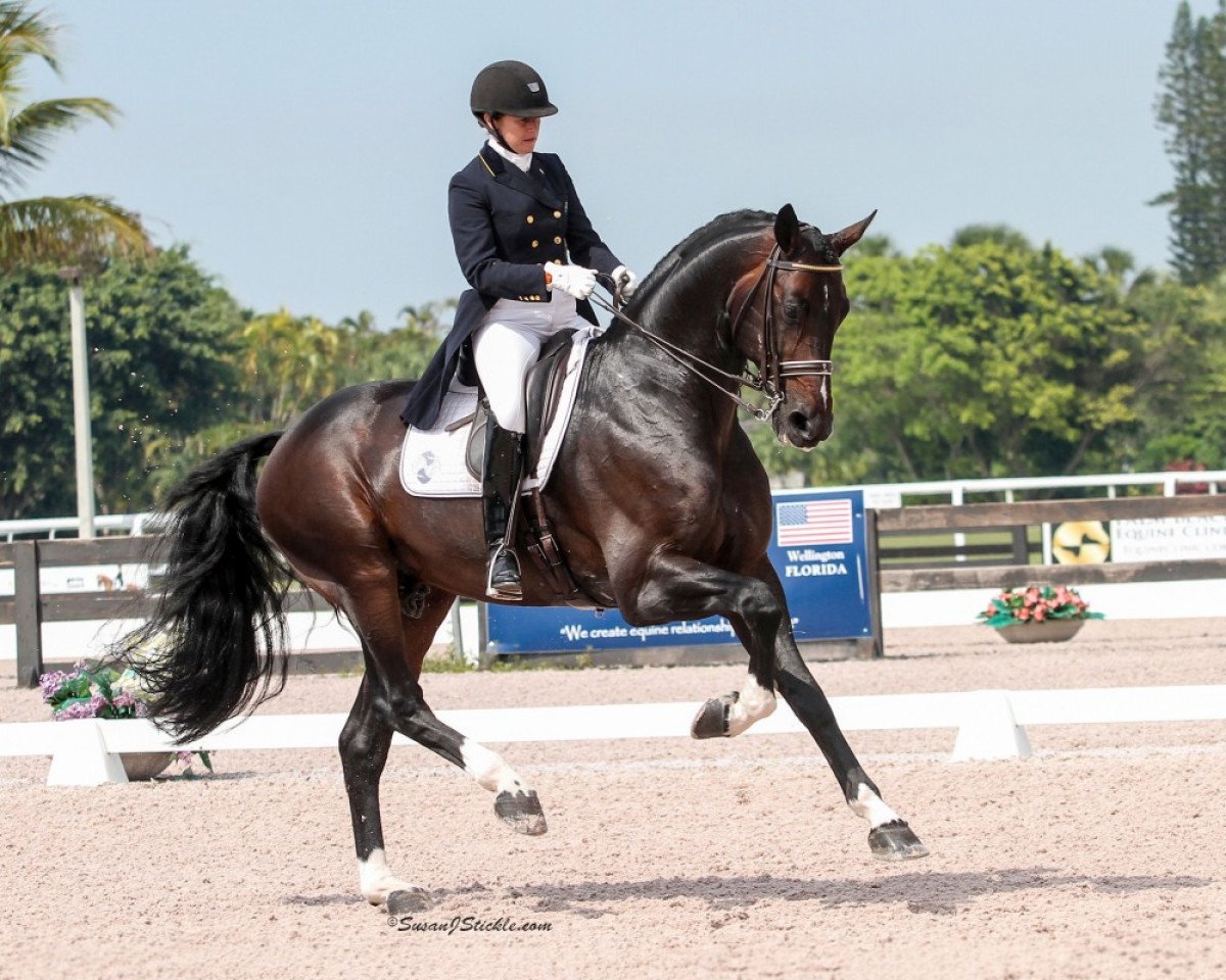 stallion Benetton Dream FRH 1301 (Hanoverian, 2004, from Brentano II)